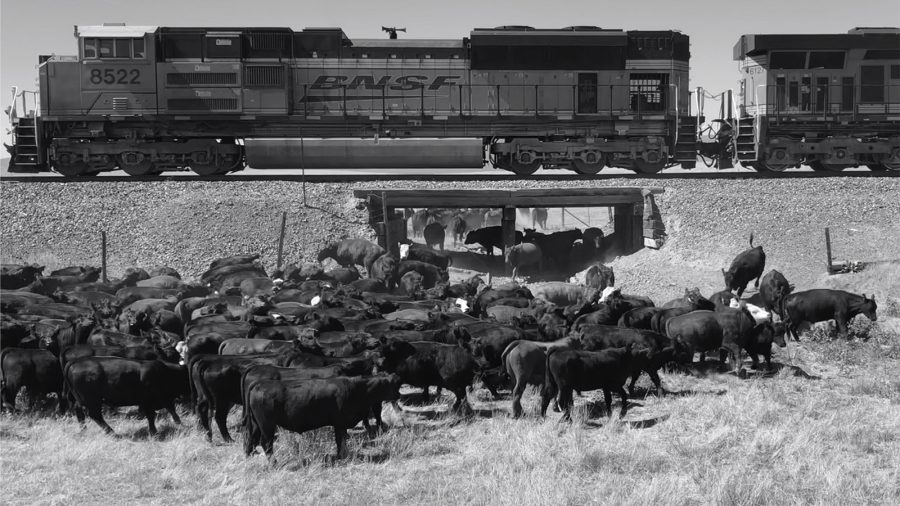 Moving cattle under a railroad crossing