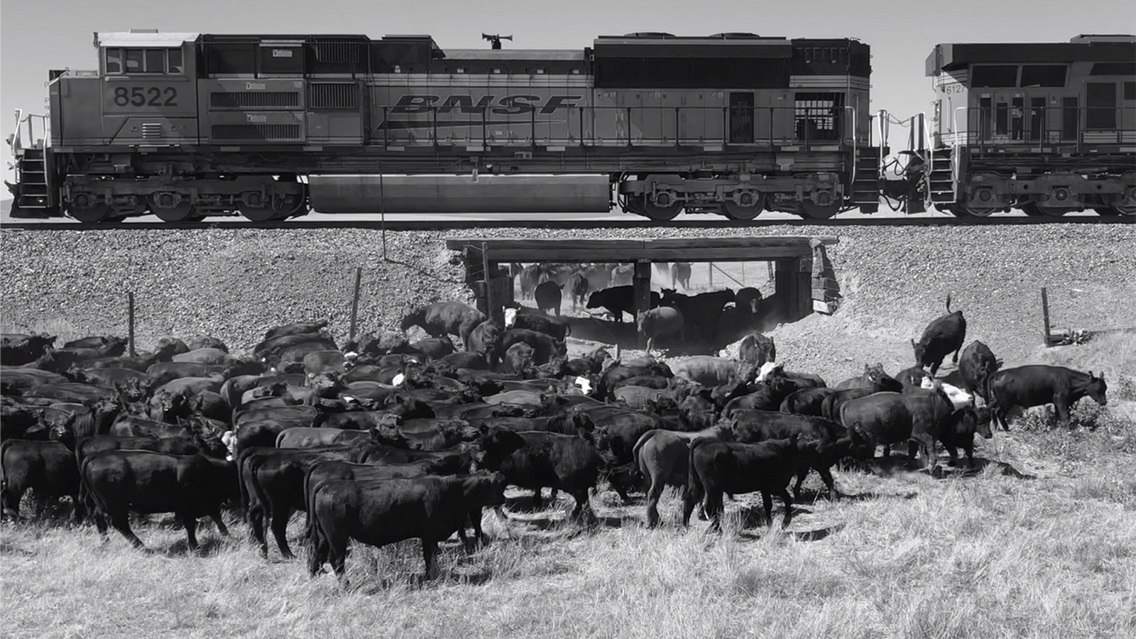Moving cattle under a railroad crossing