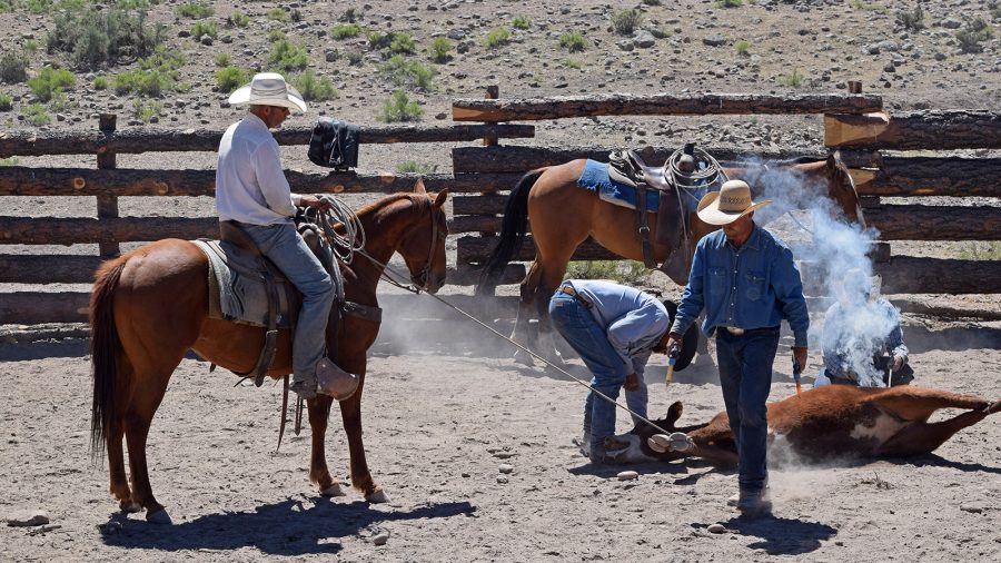 cowboys brand cattle