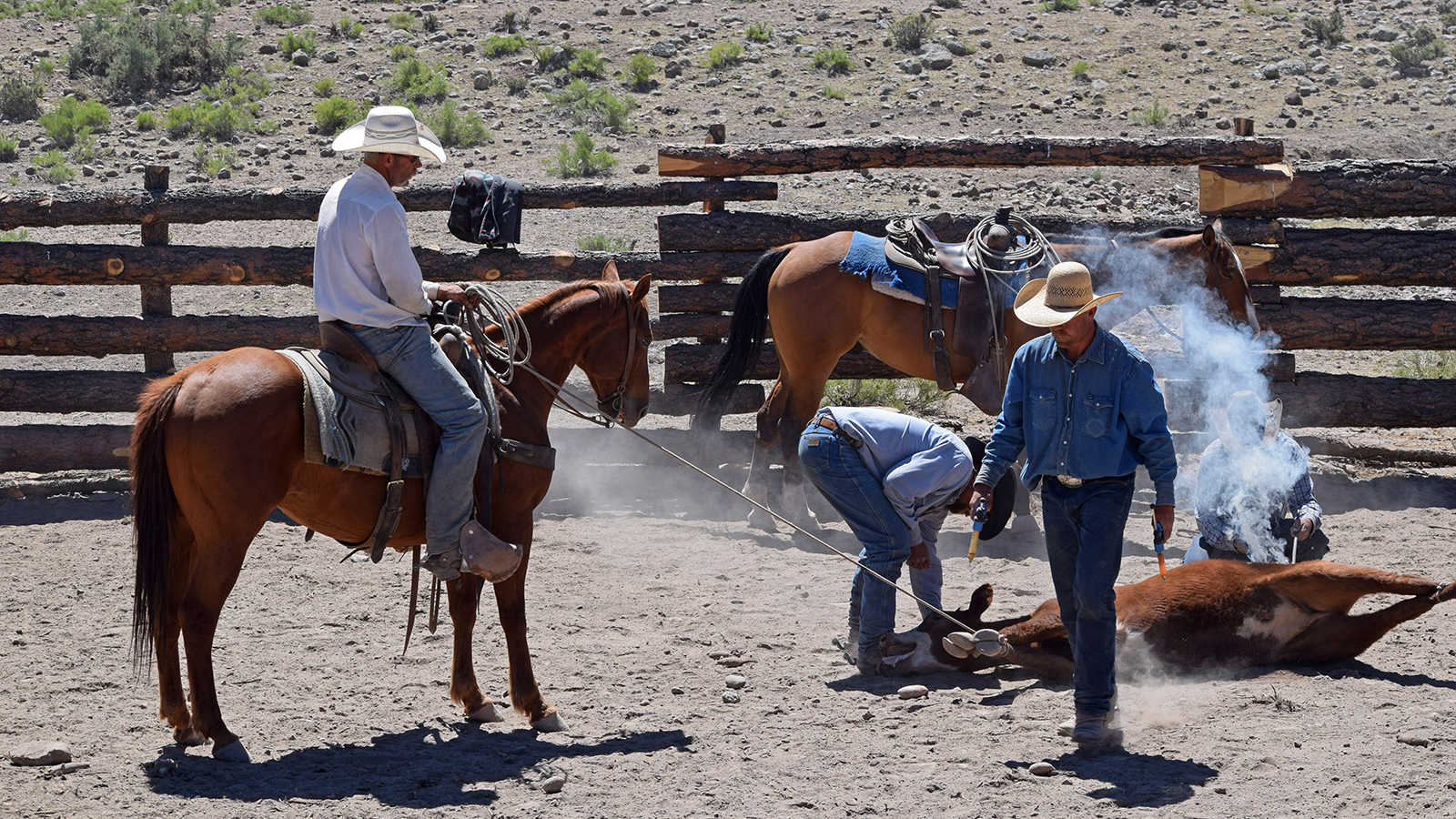 cowboys brand cattle