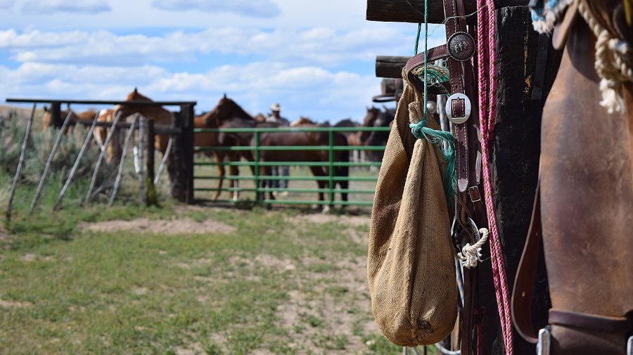 Cow camp classroom
