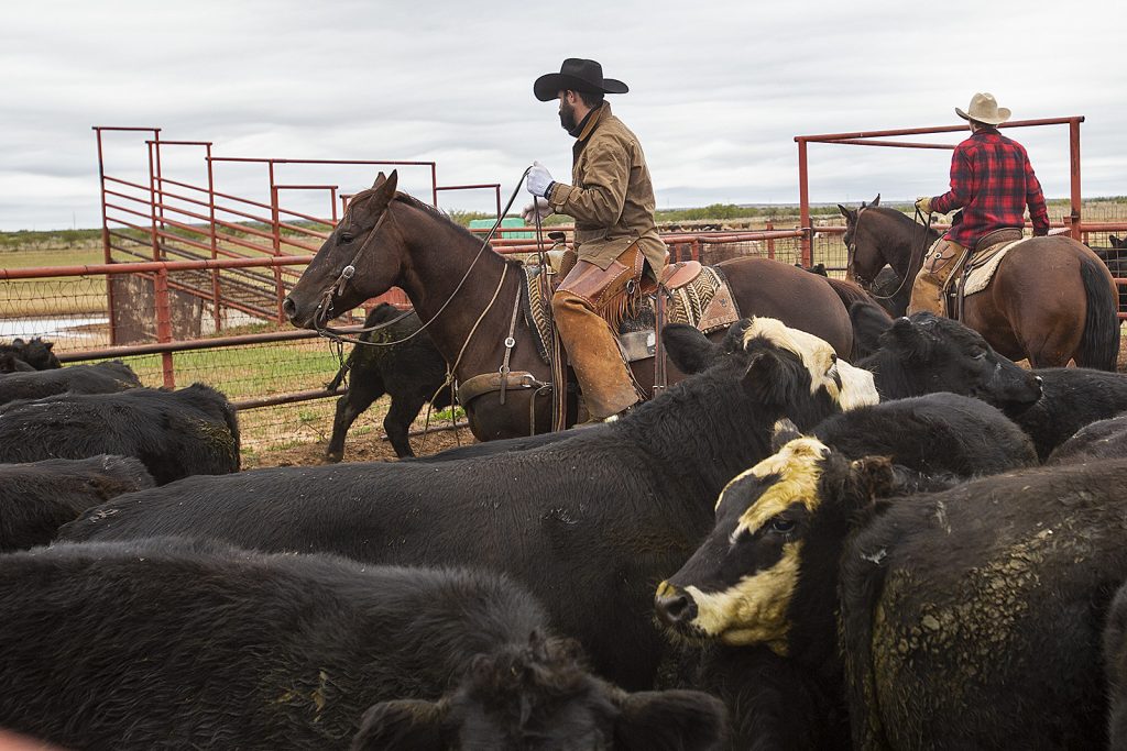 Cowboys work cattle horseback just as brothers Roy and Wade Reid in the early 1900s.