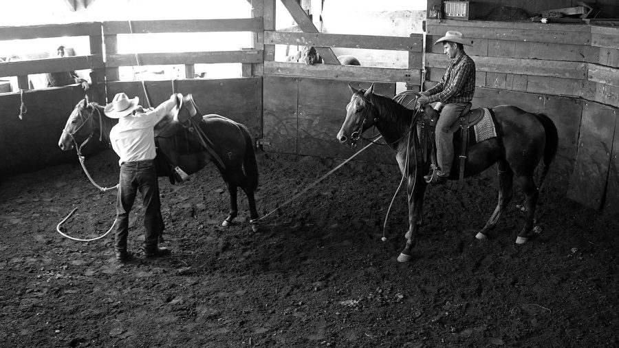Starting a colt under saddle