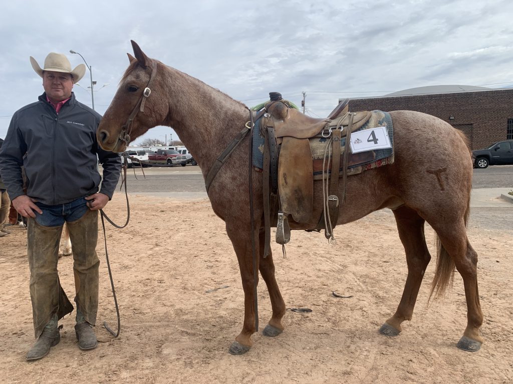 WRCA Top Horse contender TRR Mr Powder