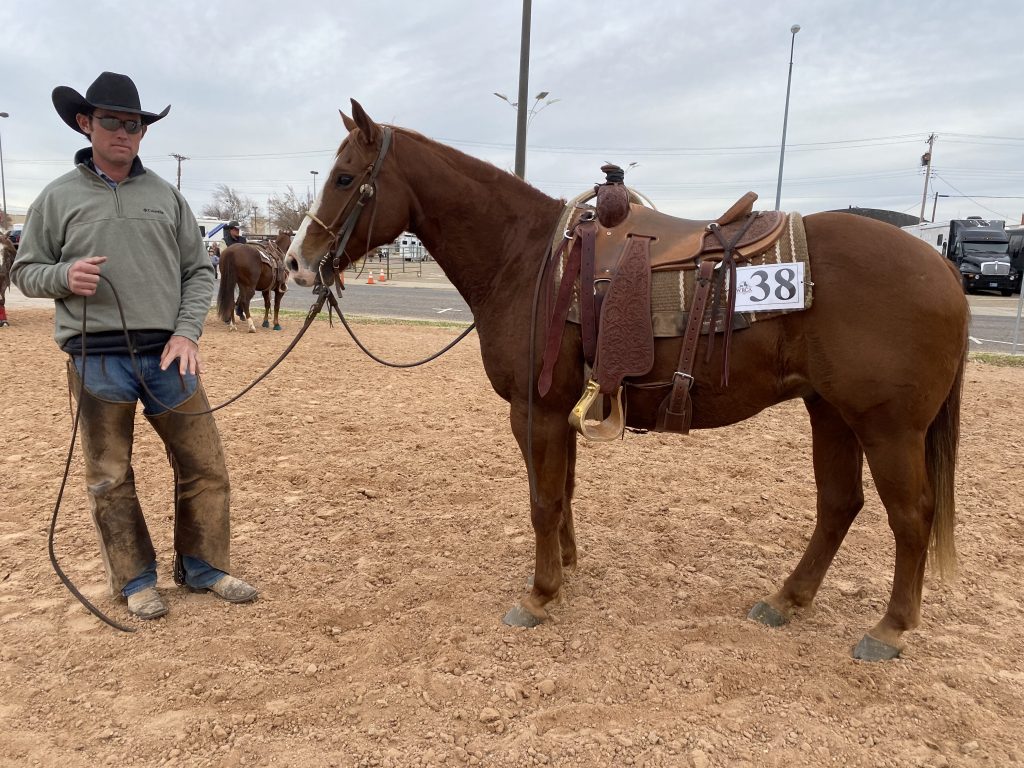 WRCA Top Horse contender Pistol Playin Roy
