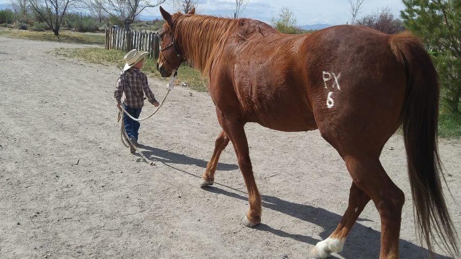 Kid leads horse