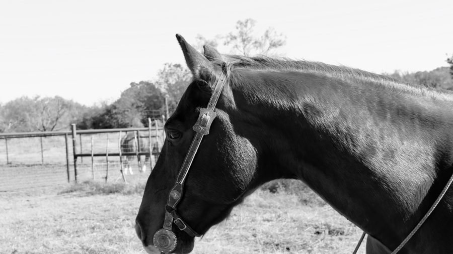horse with a Roman nose
