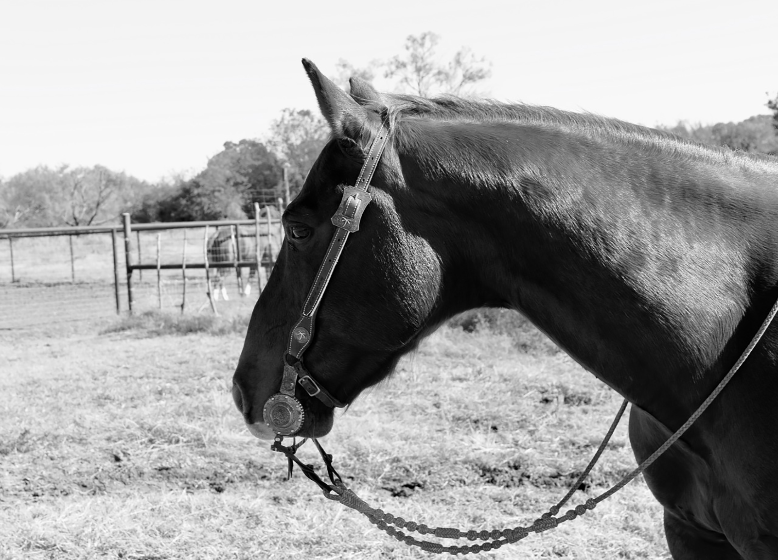 horse with a Roman nose