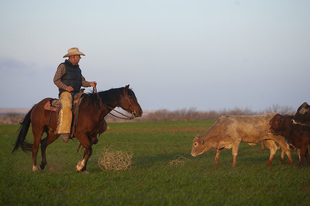 Tom Moorhouse works cattle