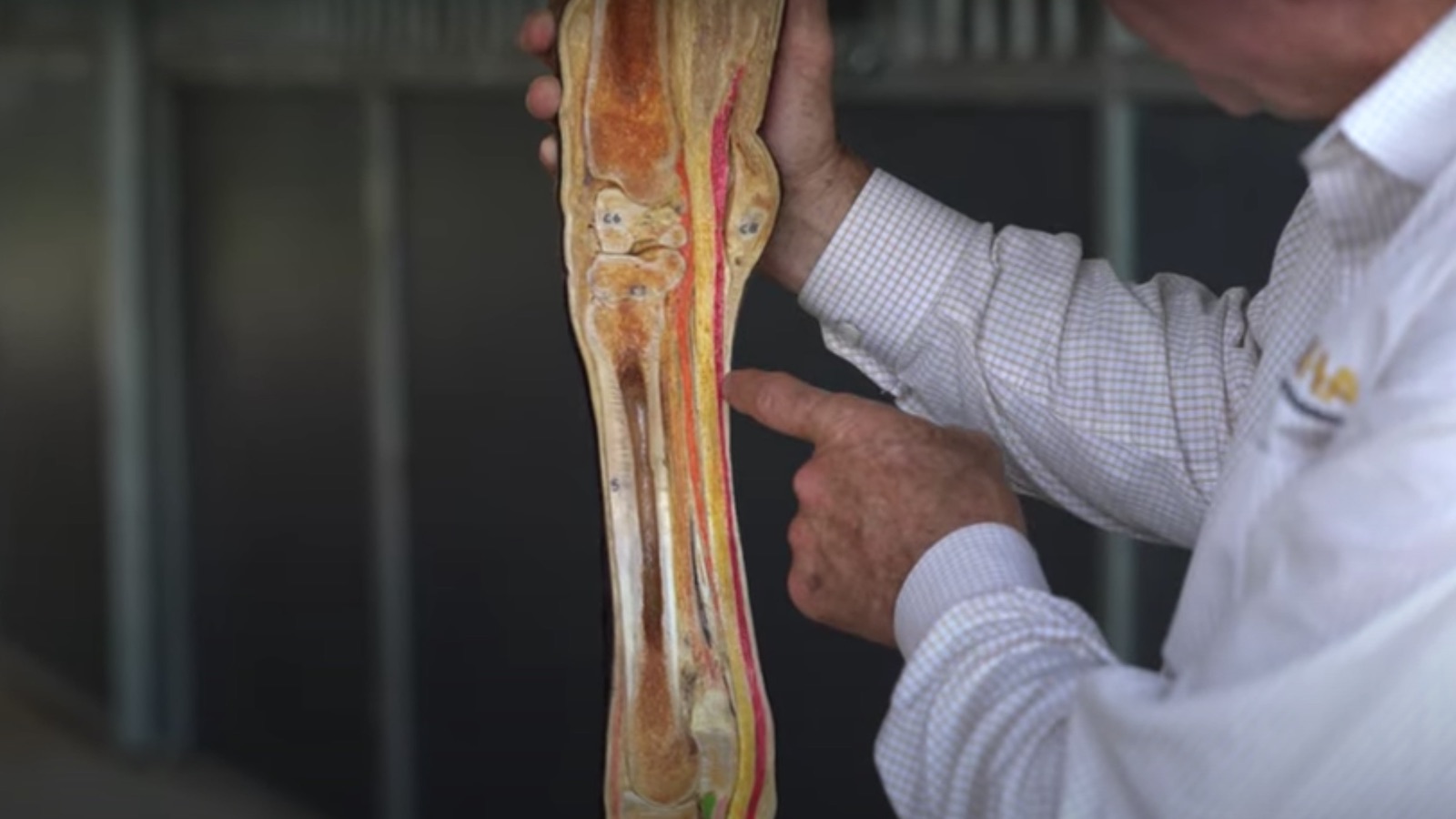 Dr. Steve Allday pointing out parts of an equine joint