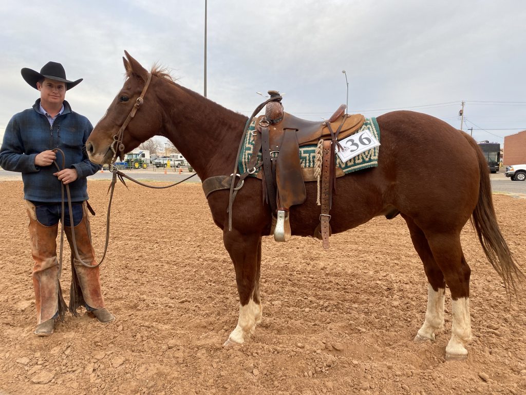 WRCA Top Horse contender Lil Cat Oakley