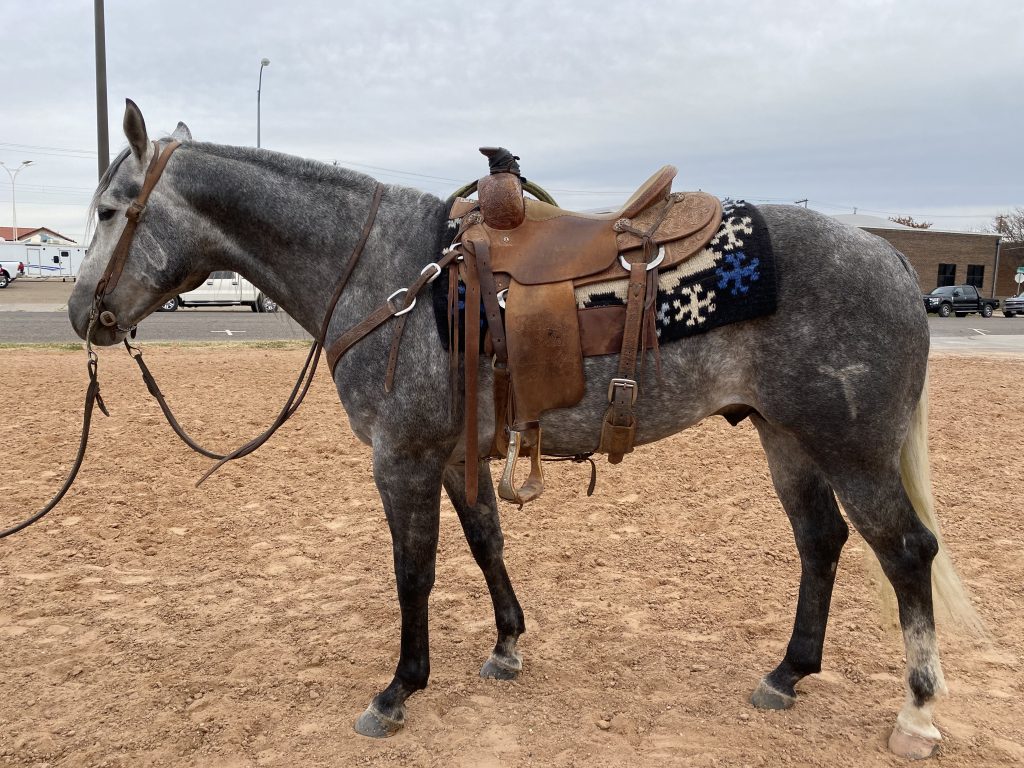 WRCA Top Horse contender TRR Lucky Brazos