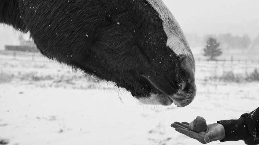 Feeding an apple to a horse