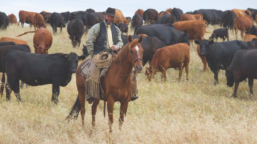 Jeffrey Mundell works cattle