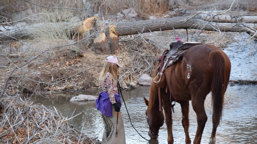 Girl watering her horse in cow camp