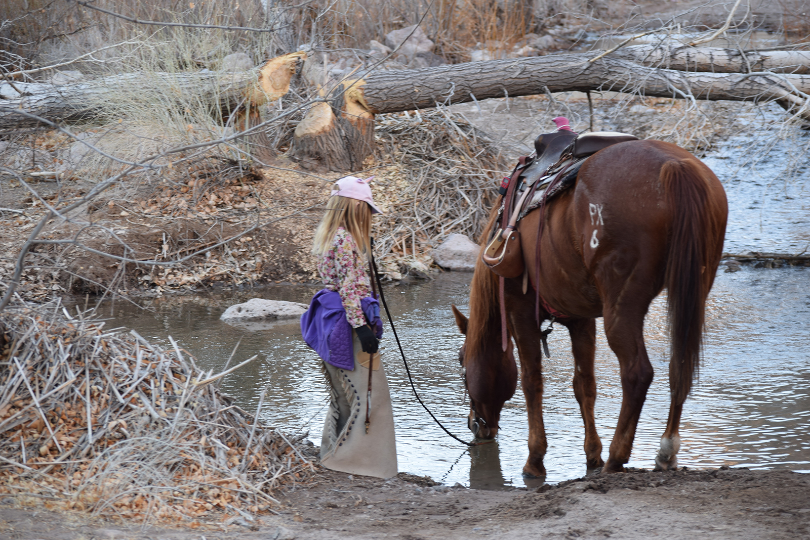 Girl watering her horse in cow camp