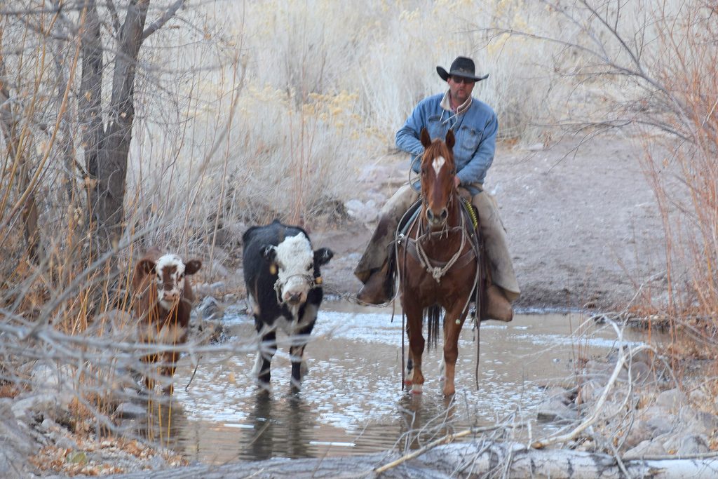 Catching wild cattle