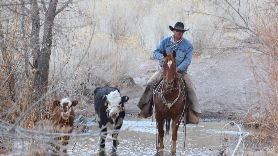 Wild Cow Catching