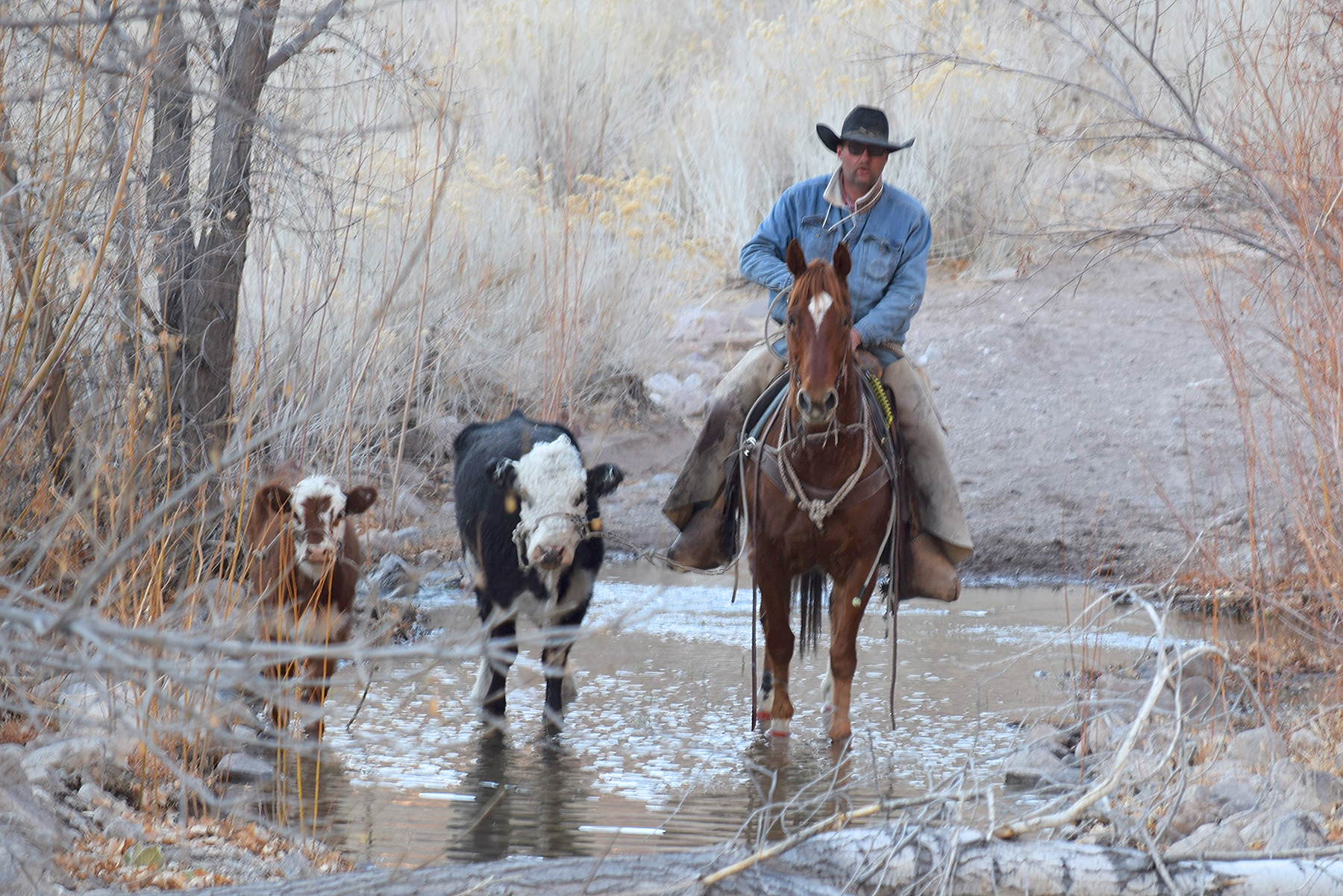 Wild Cow Catching