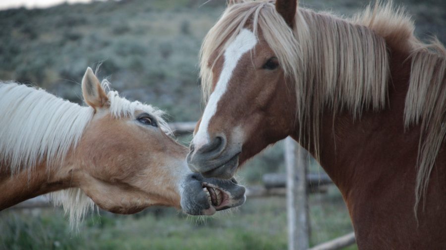 Horses in good health