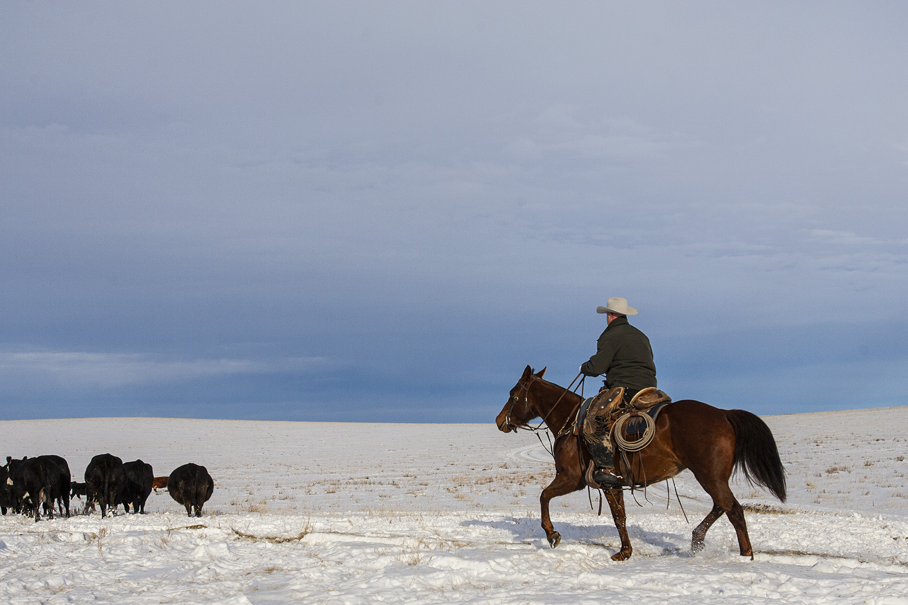 Calving in Snow