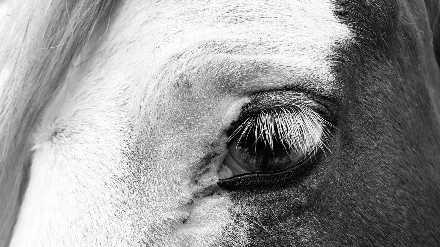 horse with blue eyes