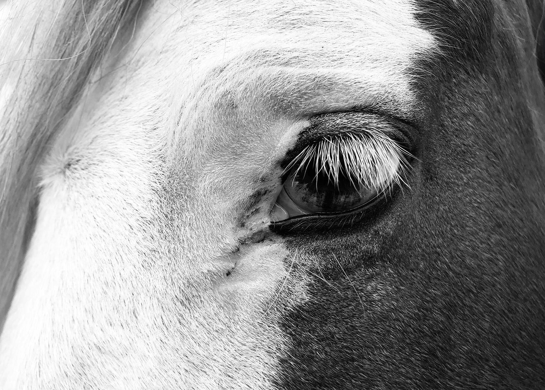 horse with blue eyes
