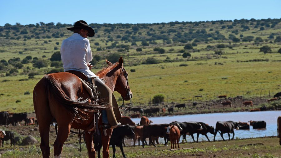 Cowboy tends cattle