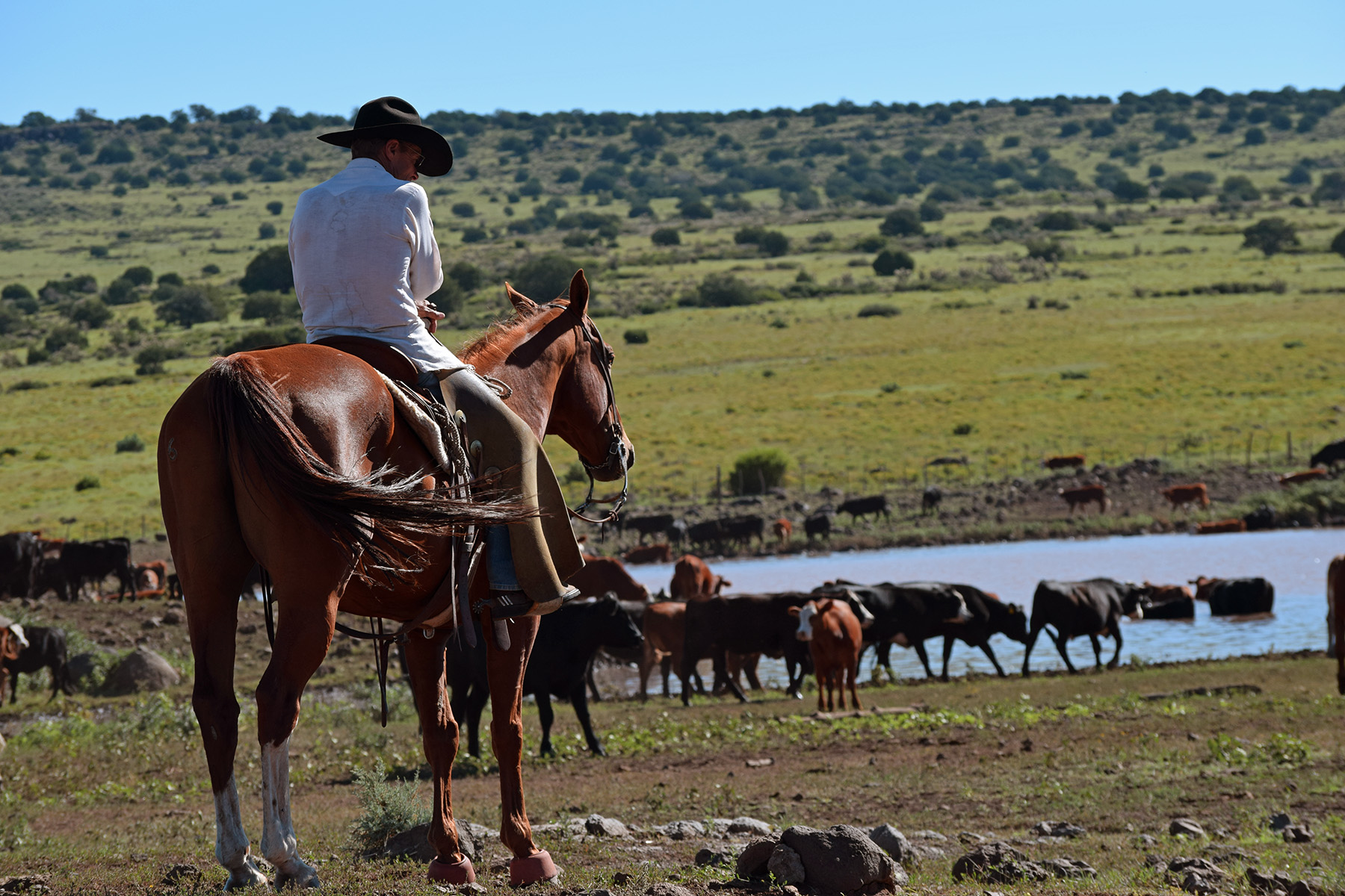 Cowboy tends cattle