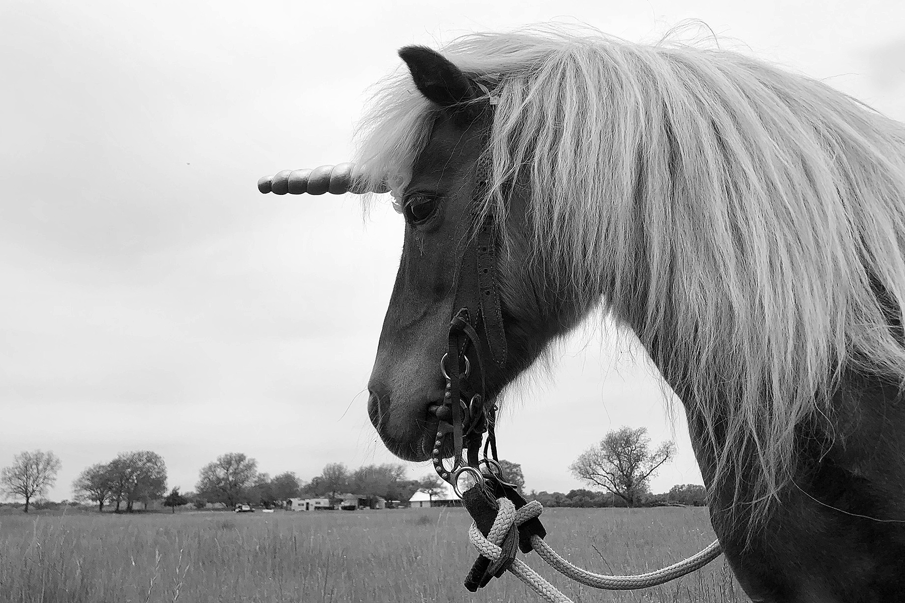 unicorns