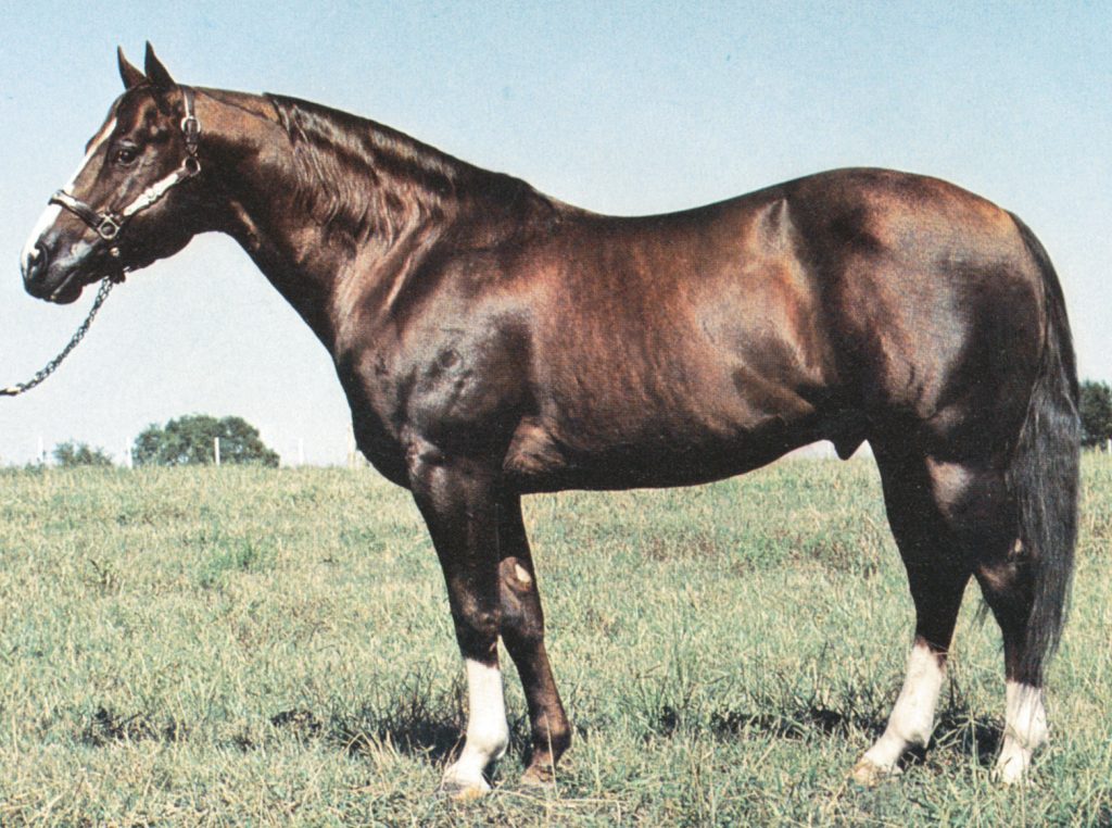 Number five from the top ranch horse bloodlines is Colonel Freckles.