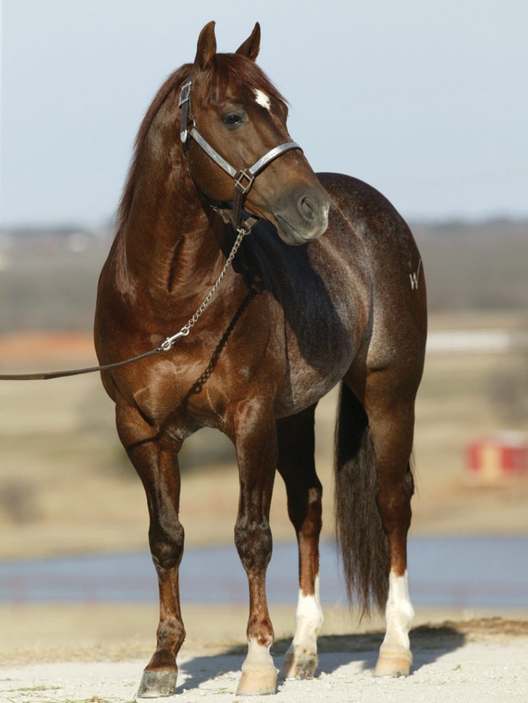 Number four of the top ranch horse bloodlines is High Brow Cat.