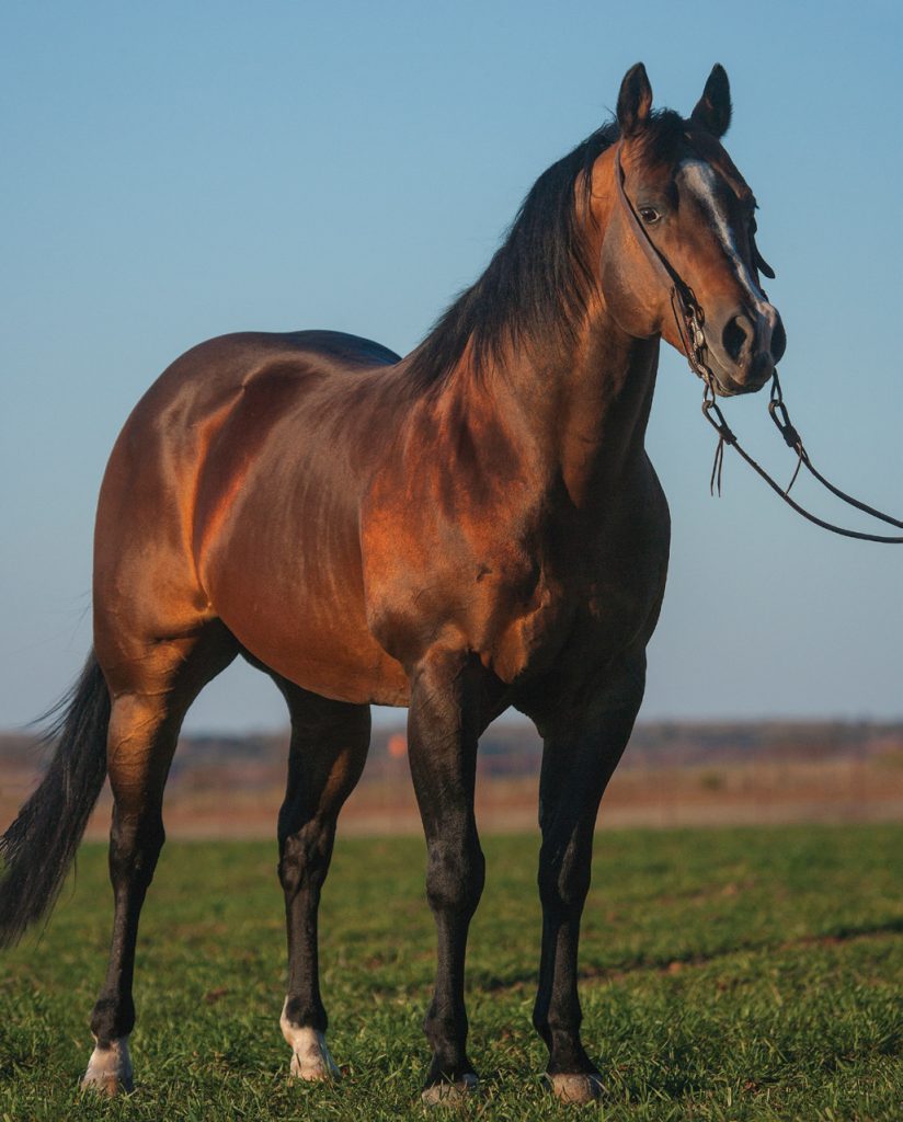 Number eight from the top ranch horse bloodlines, Paddys Irish Whiskey.