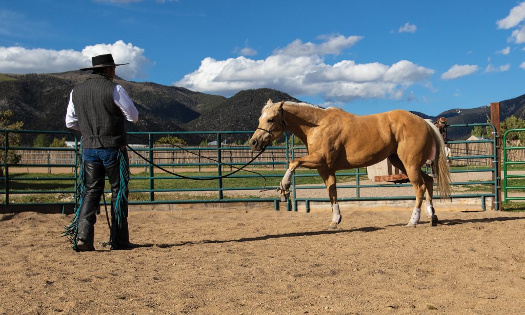 Lara using a rope on the horse's foot to direct movement.