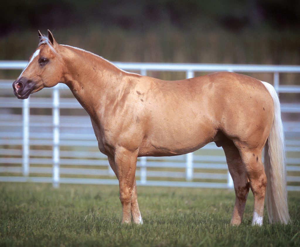 Number nine top ranch horse bloodlines, Shining Spark.