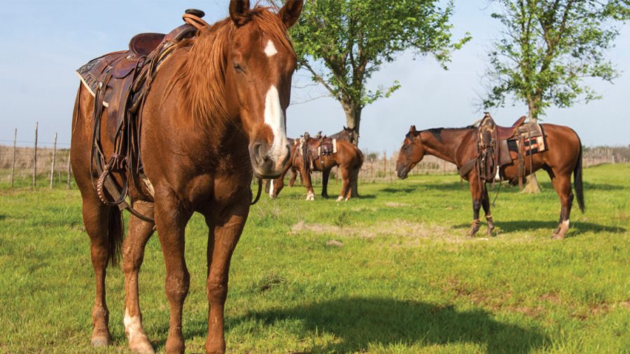 Horses standing hobbled in a pasture.