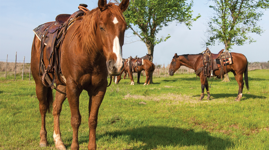 Horses standing hobbled in a pasture.