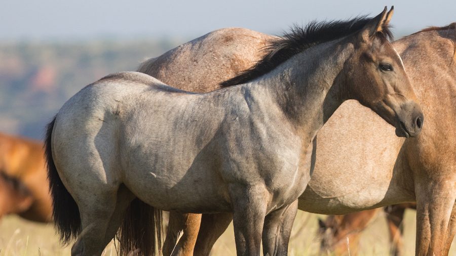 Tongue River Ranch broodmare band