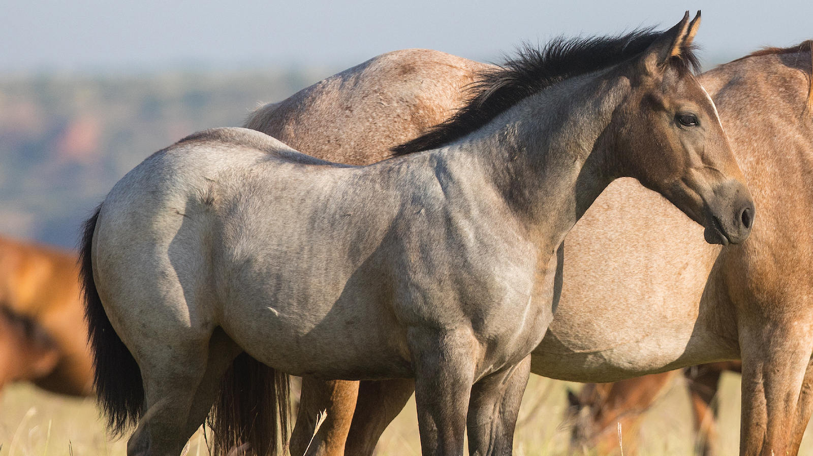 Tongue River Ranch broodmare band