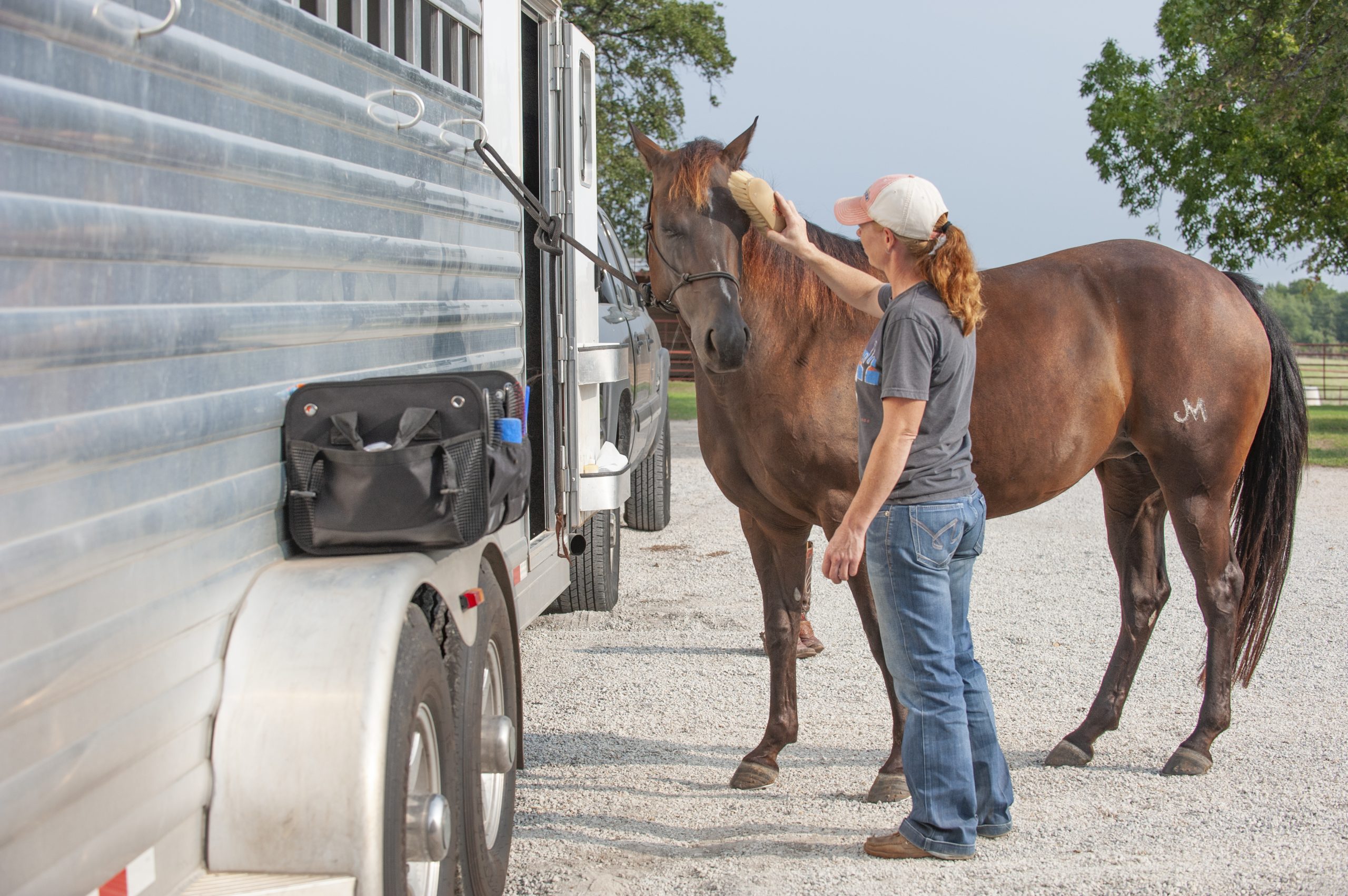 classic equine