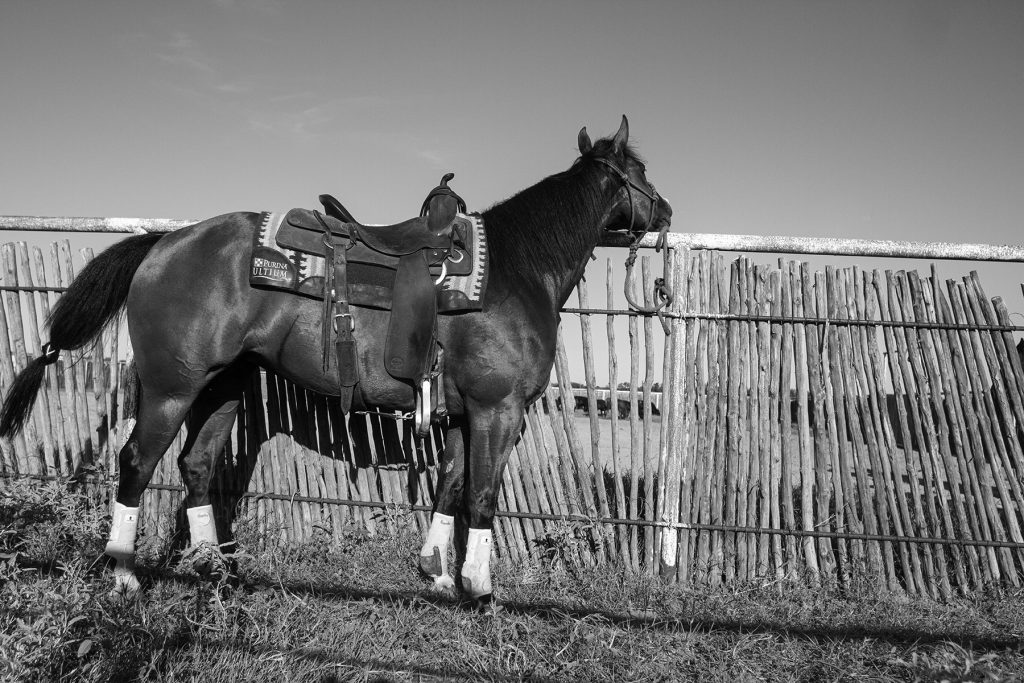 lonely horse stands tied