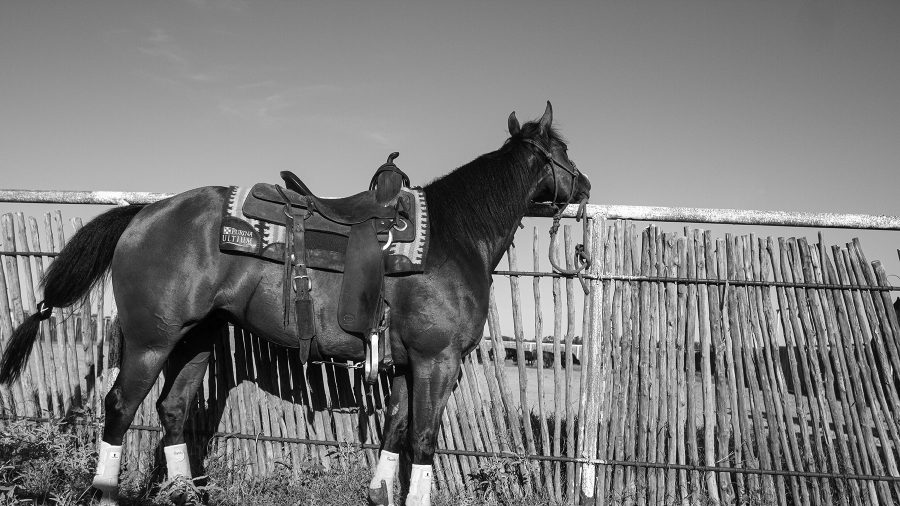 teaching lonely horses to stands tied