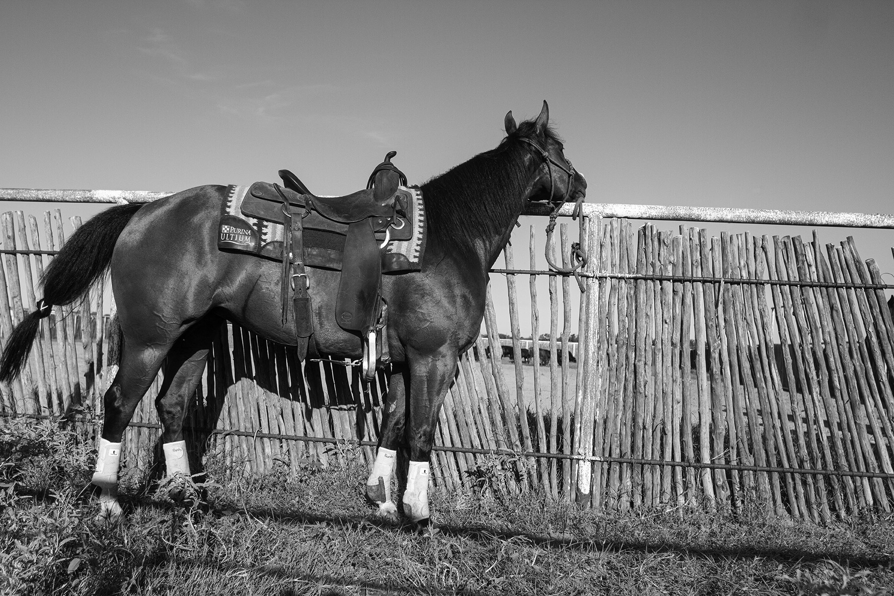 teaching lonely horses to stands tied