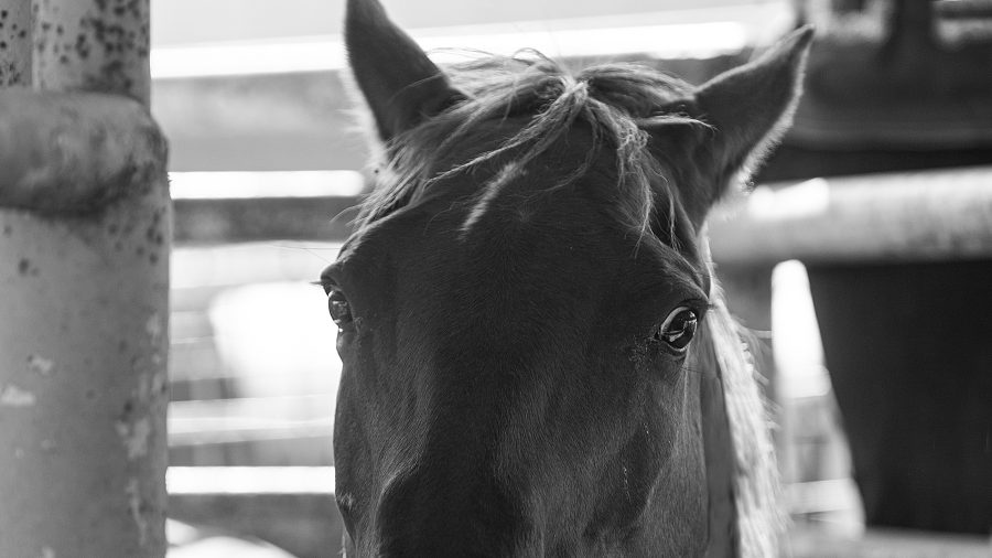 Horse phobias