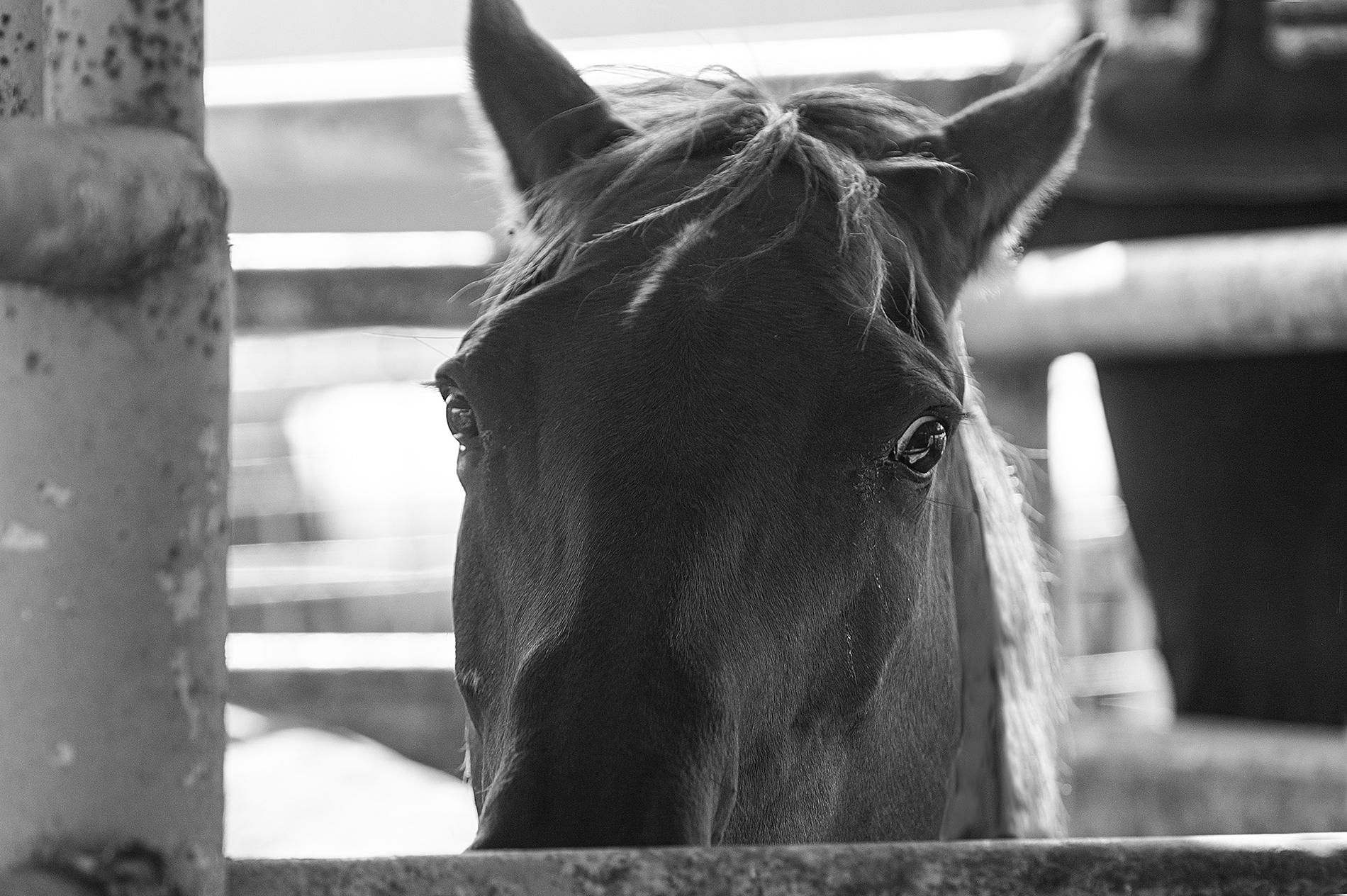 Horse phobias