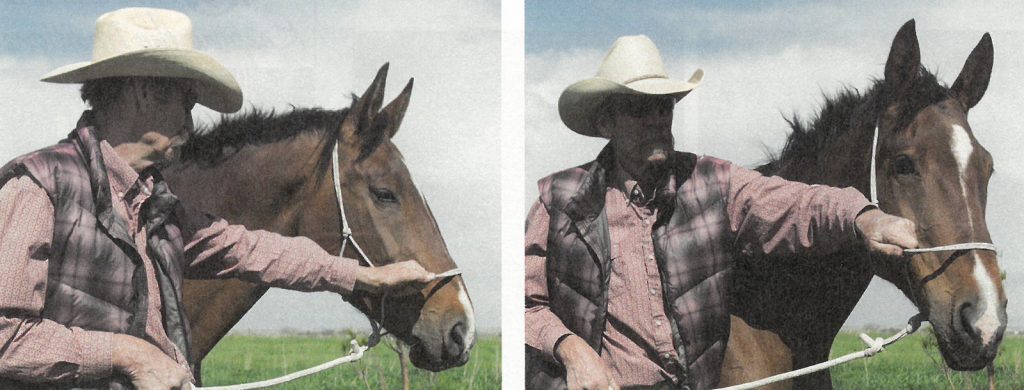 Tarr shows how to achieve the first two points of contact when restraining a horse.