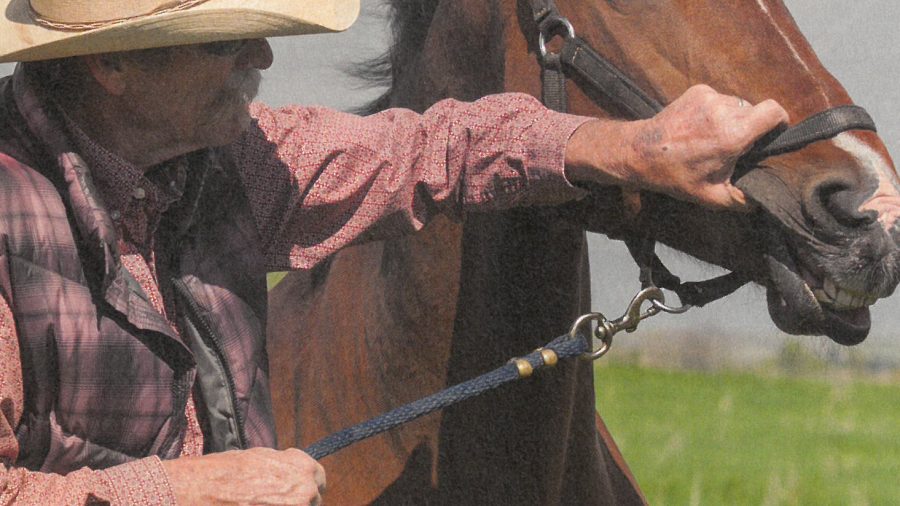 Stacey Tarr demonstrates a way to use your hand to restrain horses for oral medication.