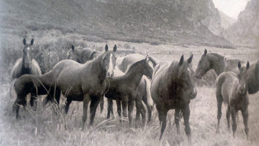 Steeldust Quarter horse stallion and mares