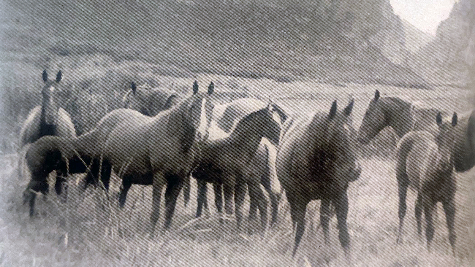 Steeldust Quarter horse stallion and mares