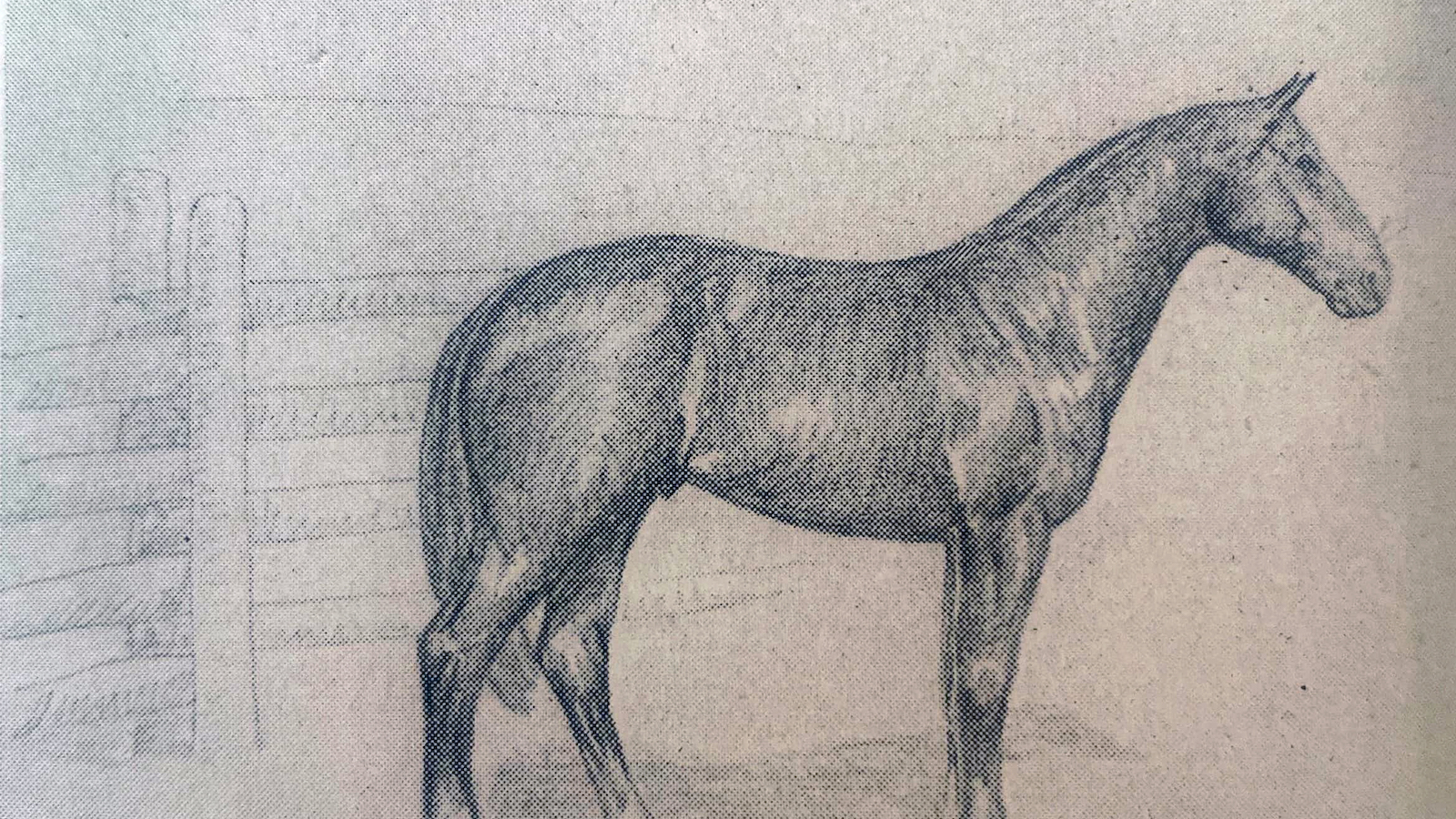 A pencil study of the Steeldust type.